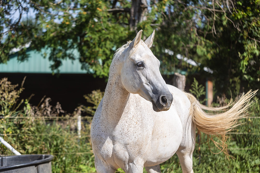 An equine assisted services horse at Trott in Canada