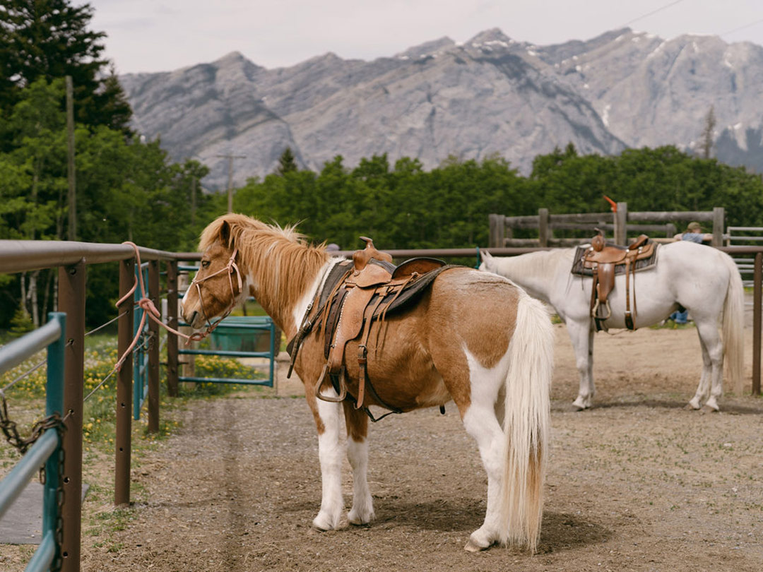 Equine therapy horses at Bow Valley Equine Adaptive