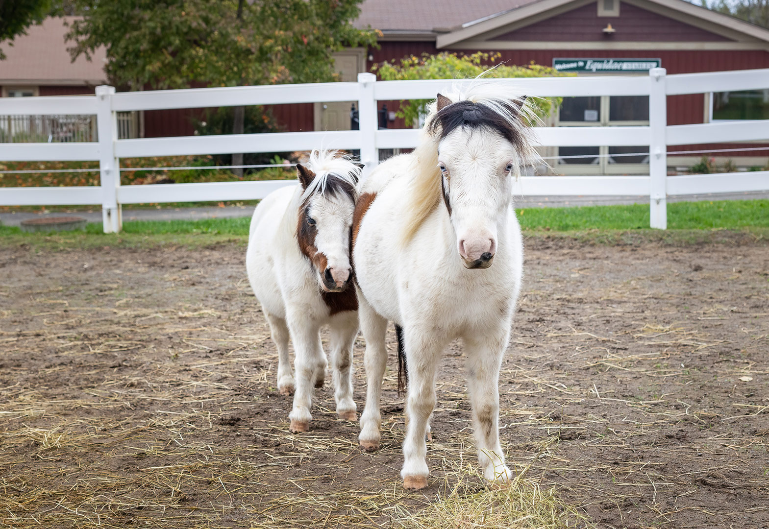 Horses from Trott in Ottawa (who uses Wranglr software for their EAS). 