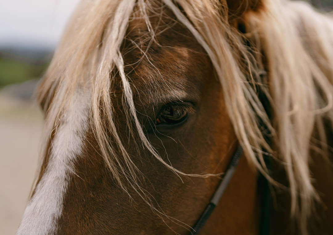 How to get a technology grant for equine assisted services software
